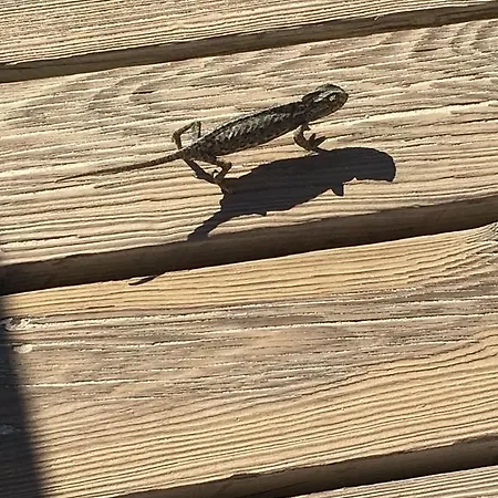 Altura Inn Cottage *