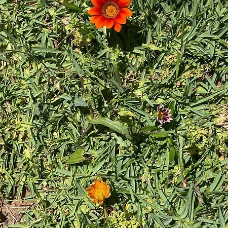 度假居 Altura Inn Cottage